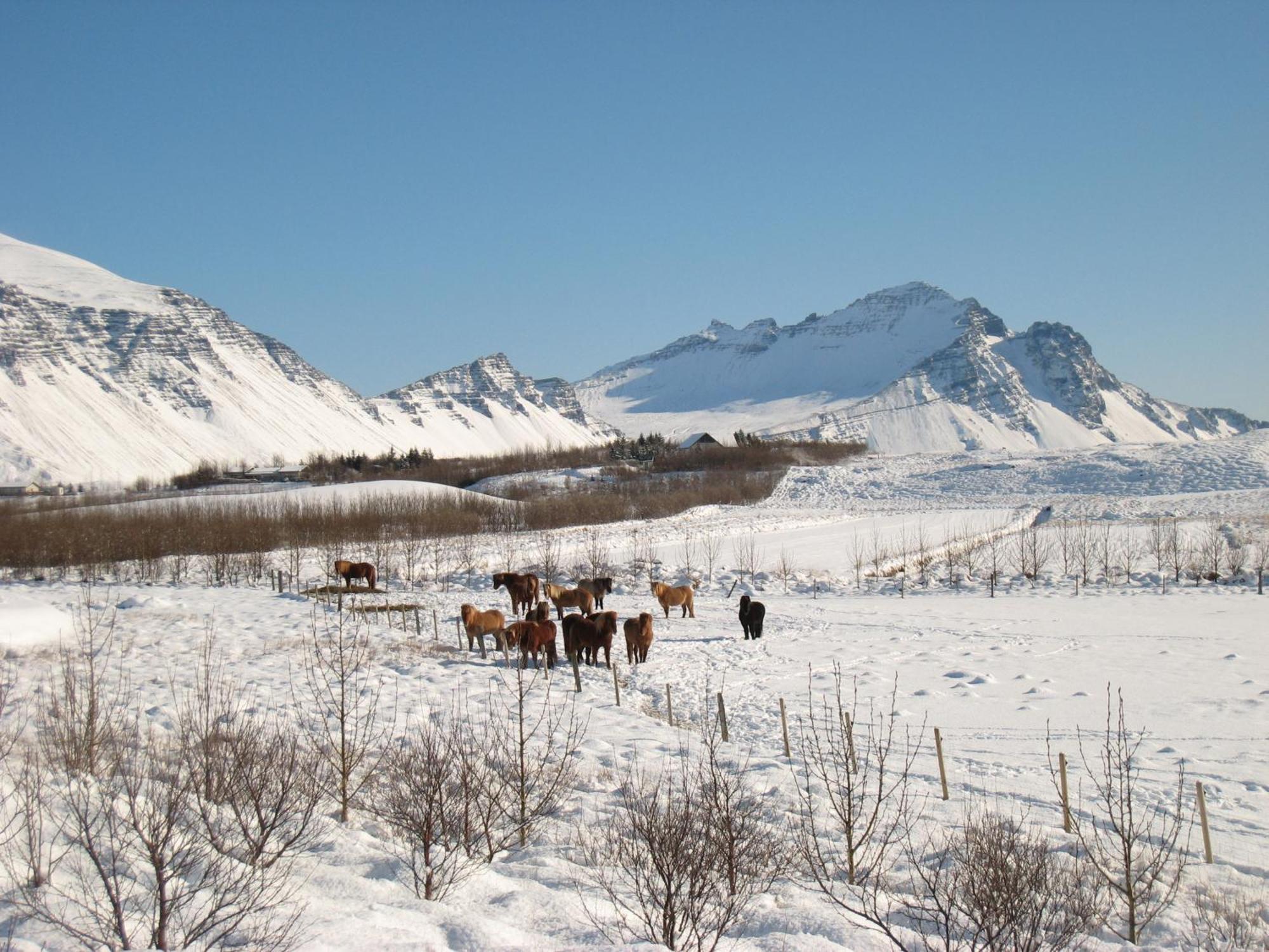 Dilksnes Guesthouse Höfn Eksteriør billede