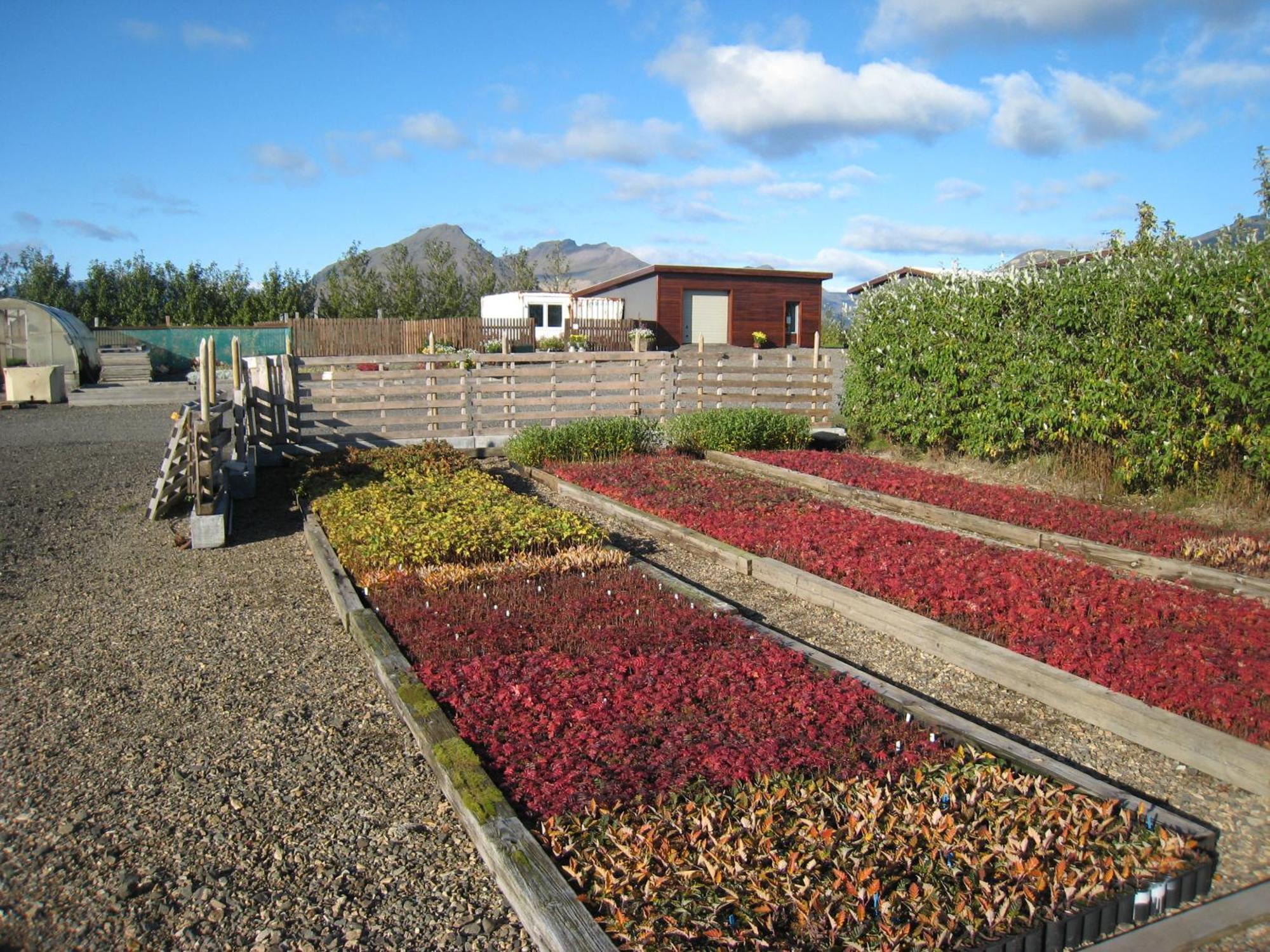 Dilksnes Guesthouse Höfn Eksteriør billede